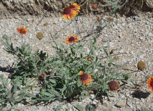 GDMBR: Indian Blanket.